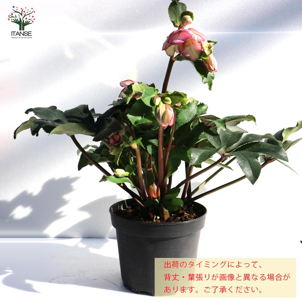 クリスマスローズ HGC IceN'roses 氷の薔薇：ピコティー【花苗 6号