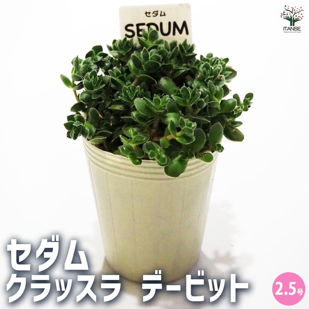 多肉植物　ディビット　① Crassula lanuginosa var. pachystemon 'David' (クラッスラ