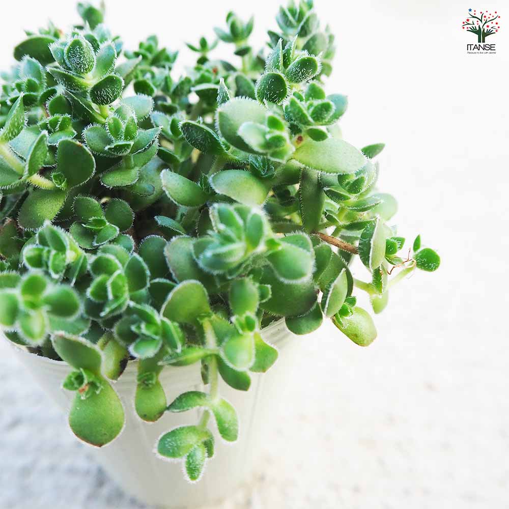 セダム クラッスラ デービット 【多肉植物 2.5号／1個売り