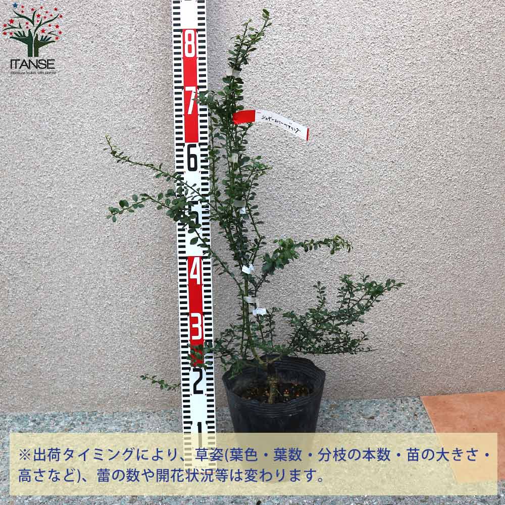 Itanse良品セレクト通販 Itanse良品セレクト通販