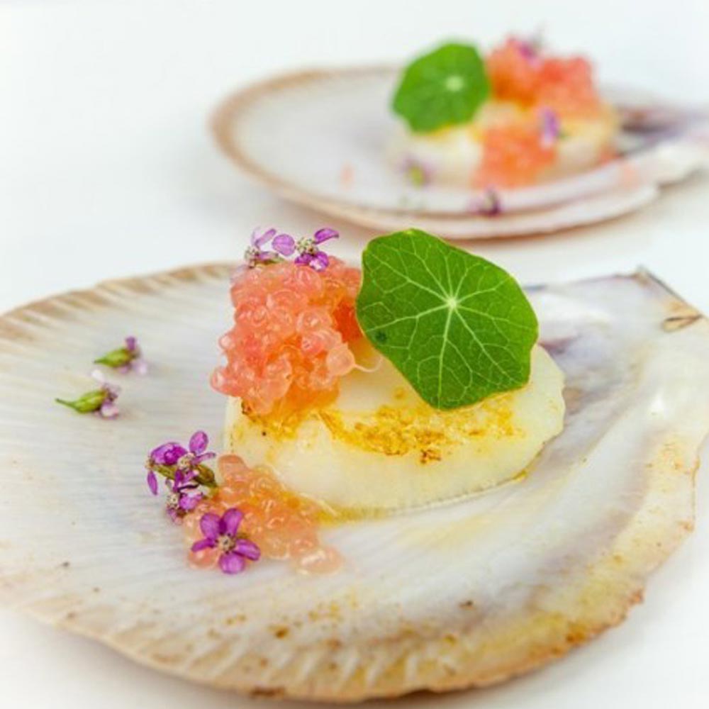 フィンガーライムの苗 ジュディーズエバーベアリング【果樹の苗木 18cmポット大苗 2年生 接木苗／1個売り】