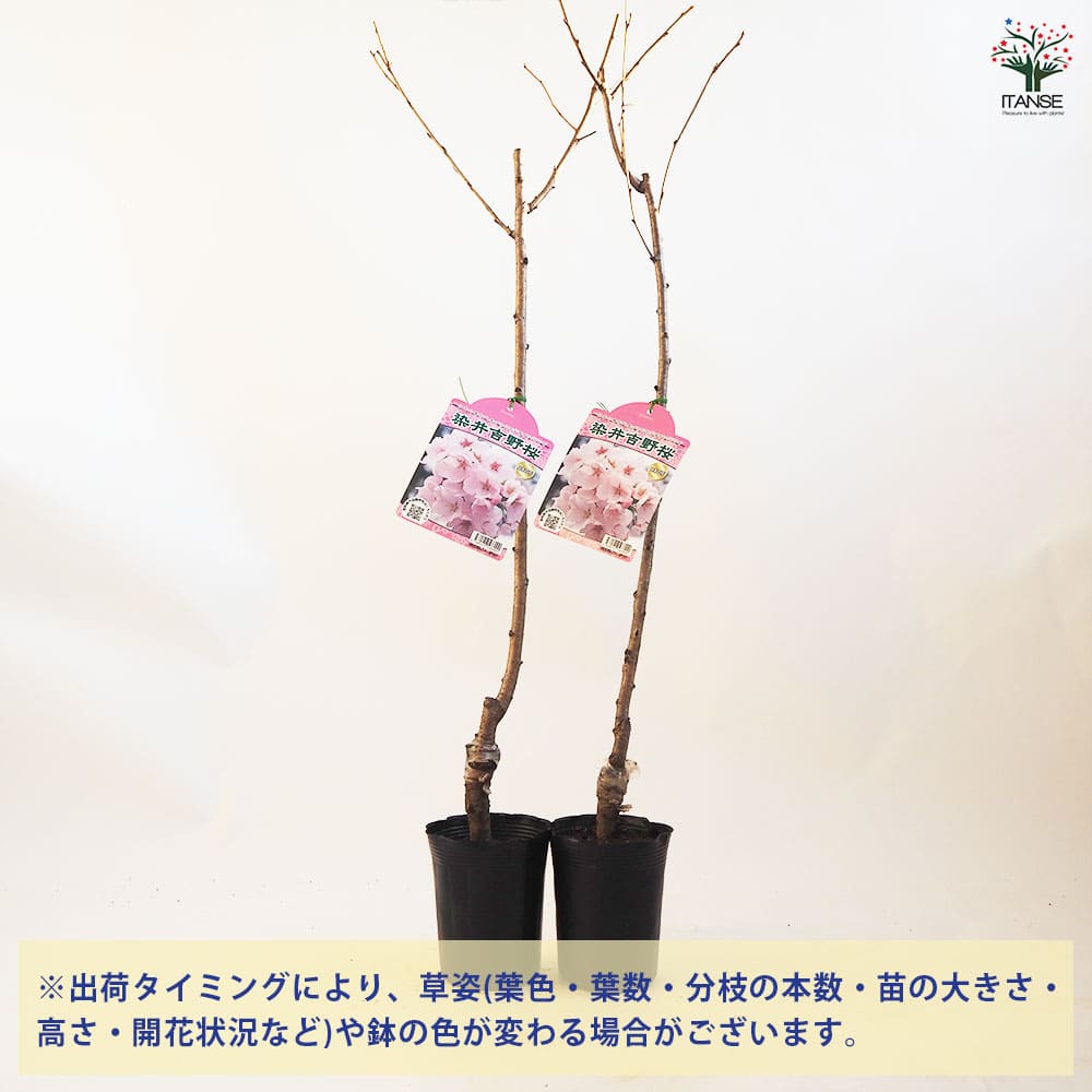 桜 染井吉野(ソメイヨシノ) 【花木苗 4.5号ポット／1個売り】｜ 【植物