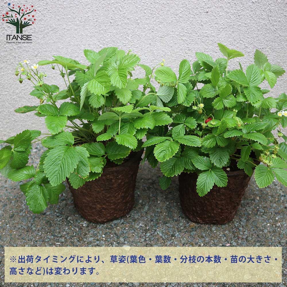 Itanse良品ｾﾚｸﾄ通販