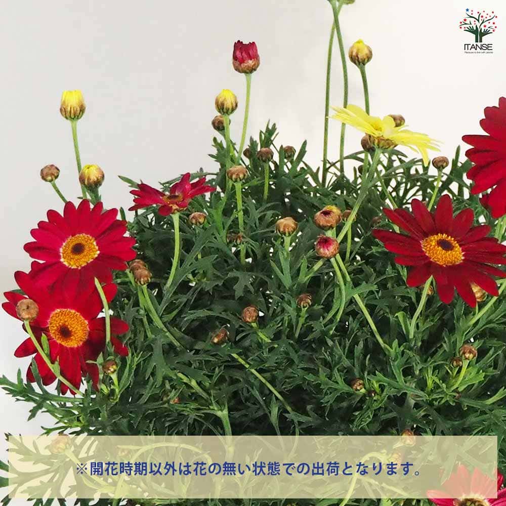 マーガレット 寄せ植え スクエア鉢 【花苗 5号／1個売り】｜ 【植物の