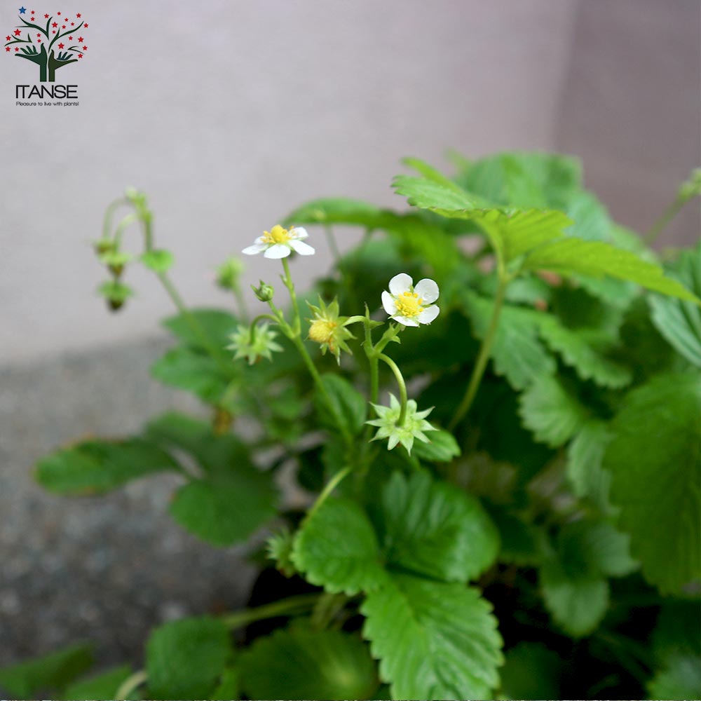 Itanse良品セレクト通販 Itanse良品セレクト通販