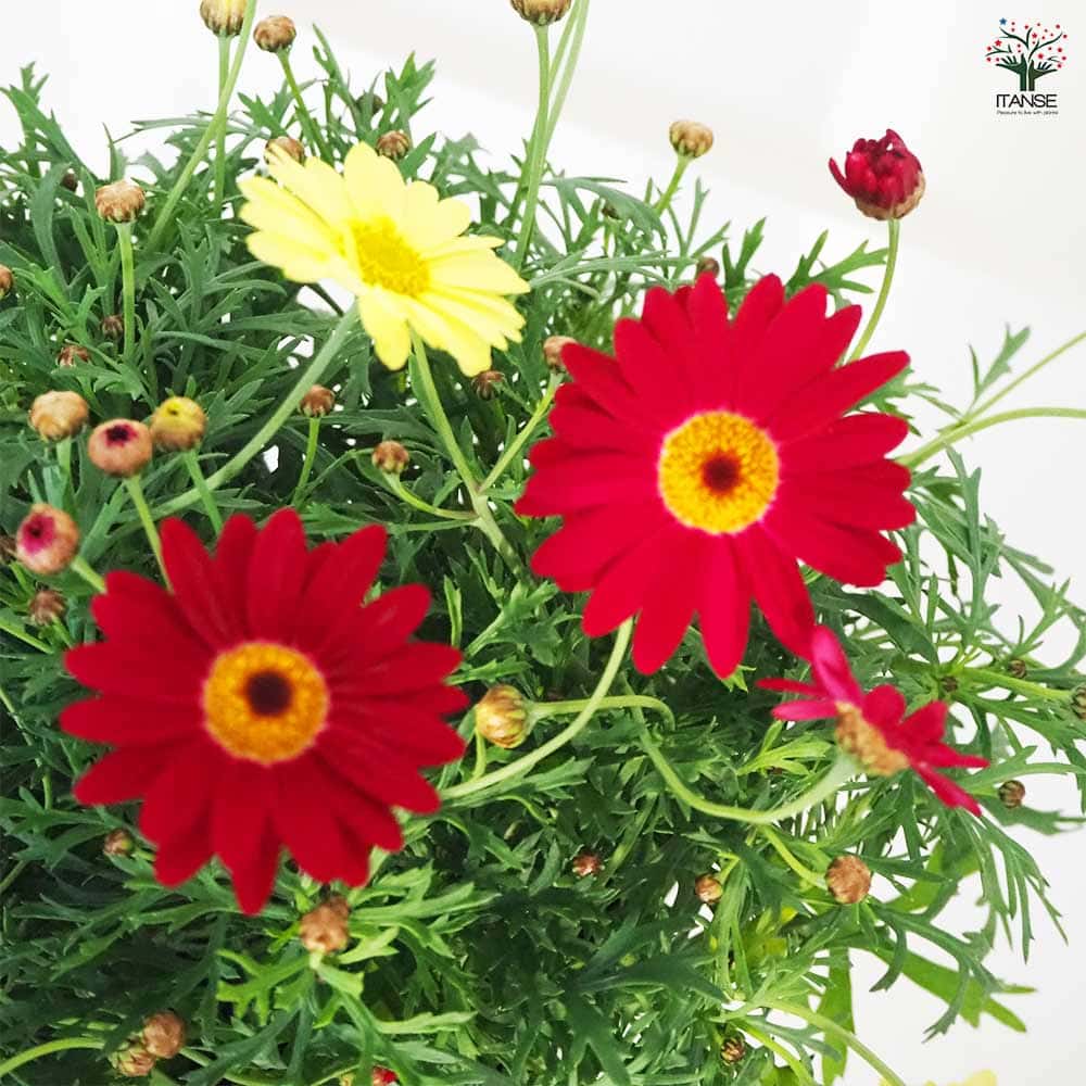 マーガレット 寄せ植え スクエア鉢 【花苗 5号／1個売り】｜ 【植物の