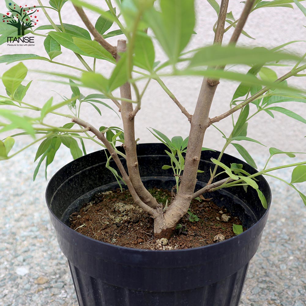 セイヨウニンジンボク ブルー【庭木 6号鉢／1個売り】｜ 【植物の