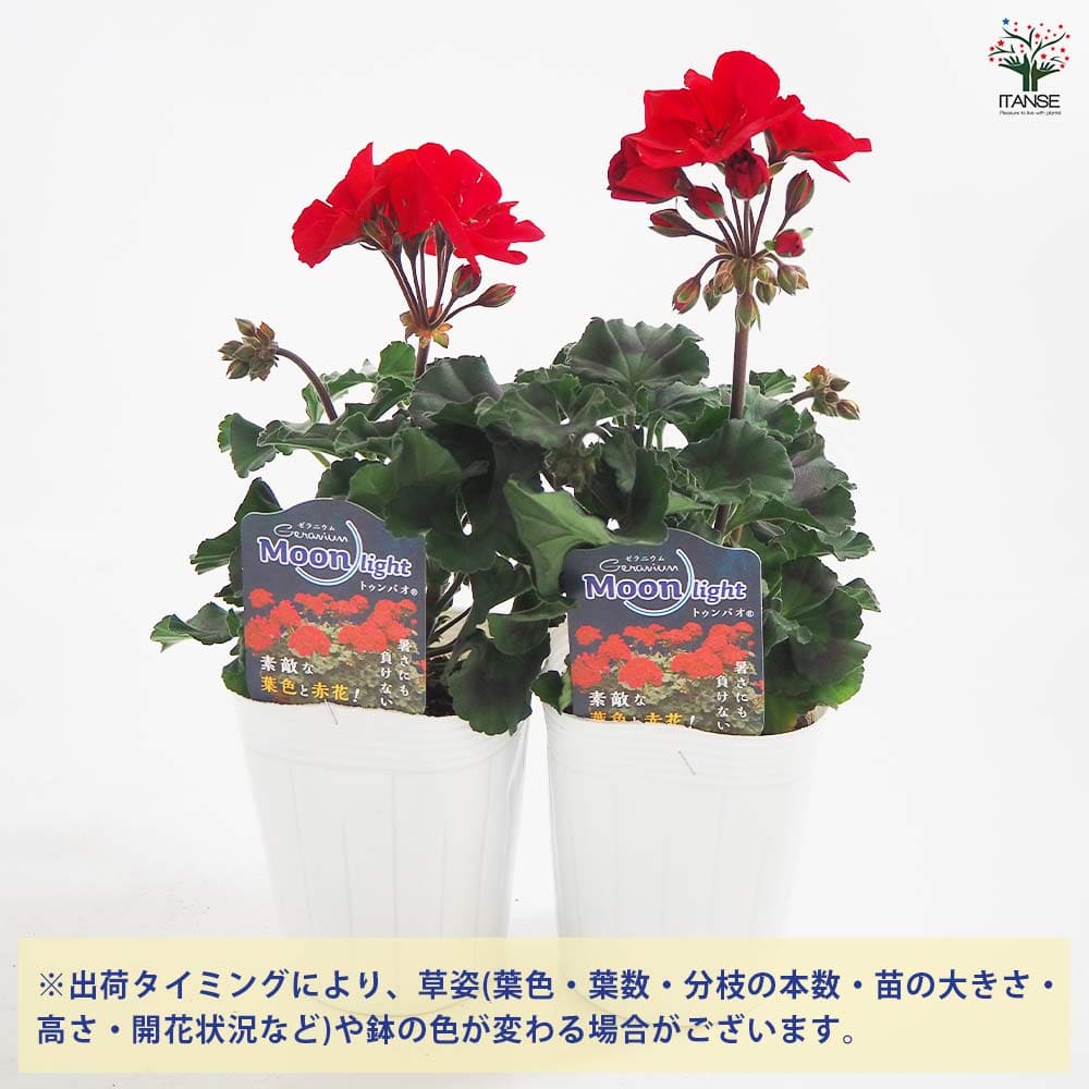 ゼラニウム ムーンライト トゥンバオ 【花苗 3.5号】｜ 【植物の