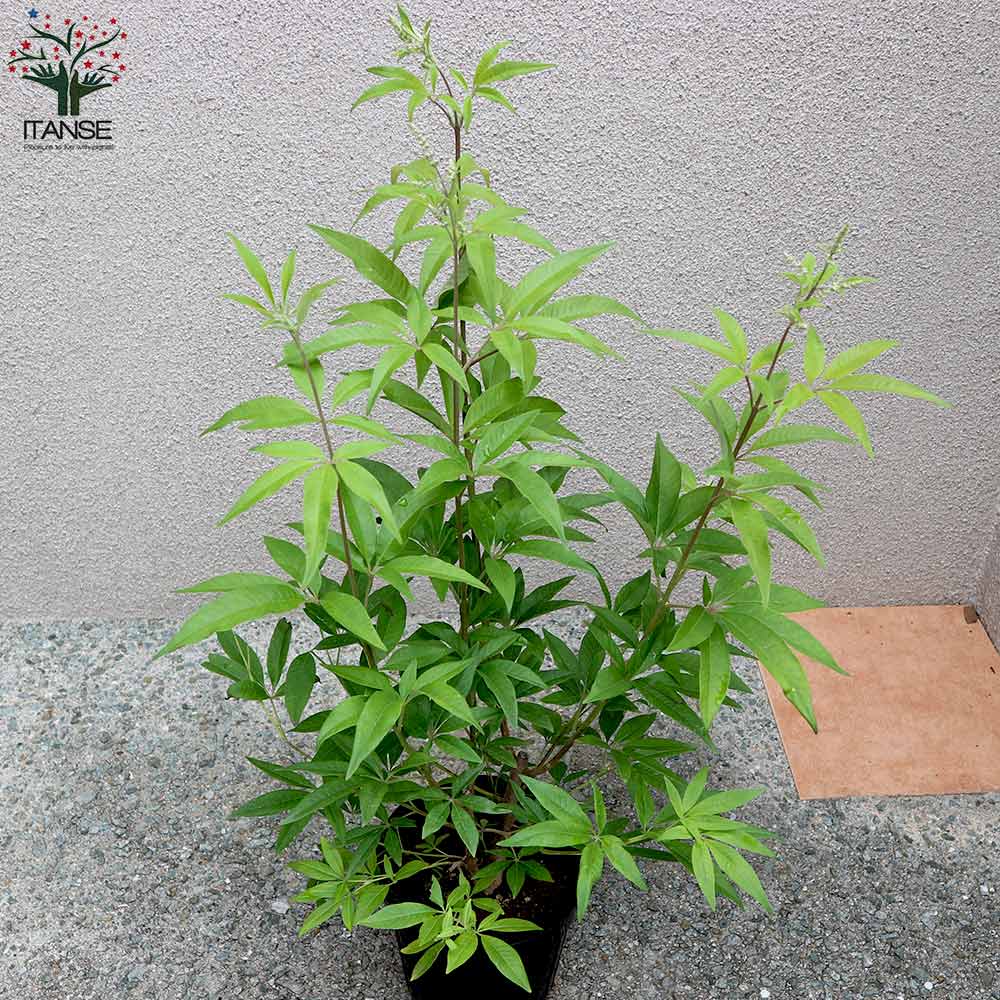 セイヨウニンジンボク ブルー【庭木 6号鉢／1個売り】｜ 【植物の
