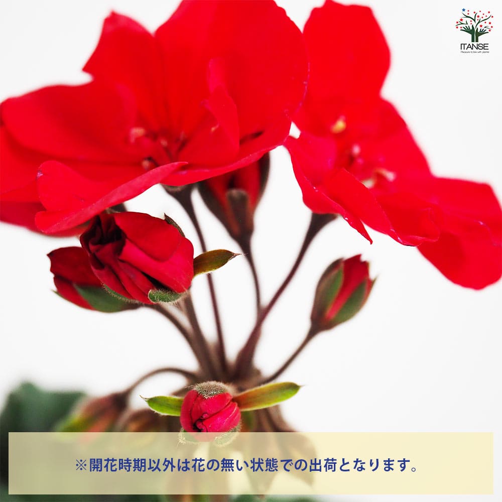 ゼラニウム ムーンライト トゥンバオ 【花苗 3.5号】｜ 【植物の