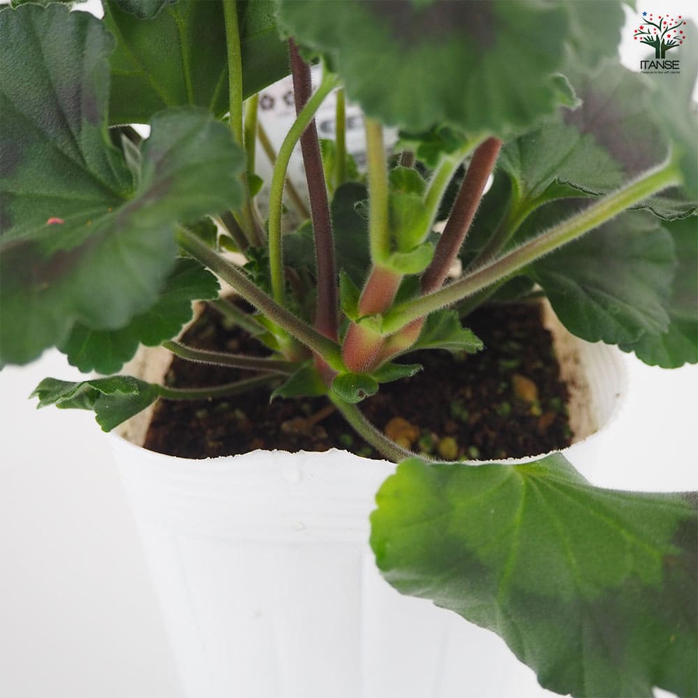 ゼラニウム ムーンライト トゥンバオ 【花苗 3.5号】｜ 【植物の