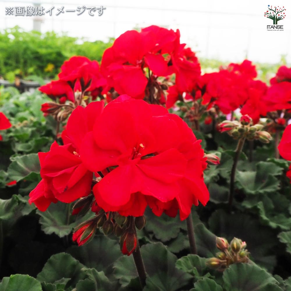 ゼラニウム ムーンライト トゥンバオ 【花苗 3.5号】｜ 【植物の