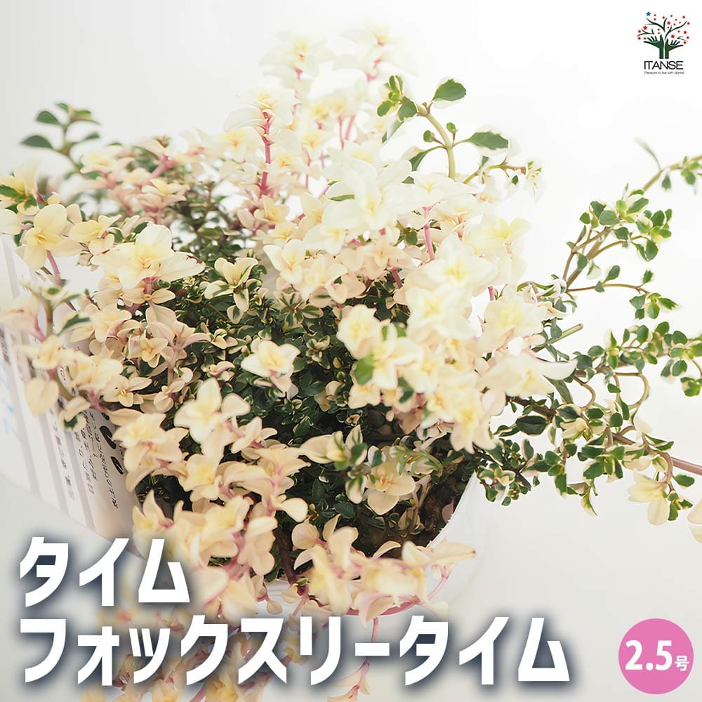 タイム フォックスリータイム 【ハーブの苗 2.5号】｜ 【植物の