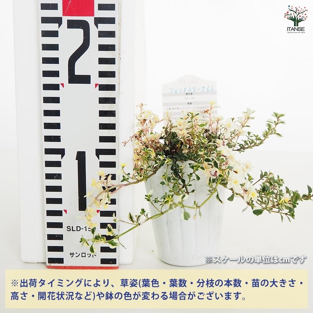 タイム フォックスリータイム 【ハーブの苗 2.5号】