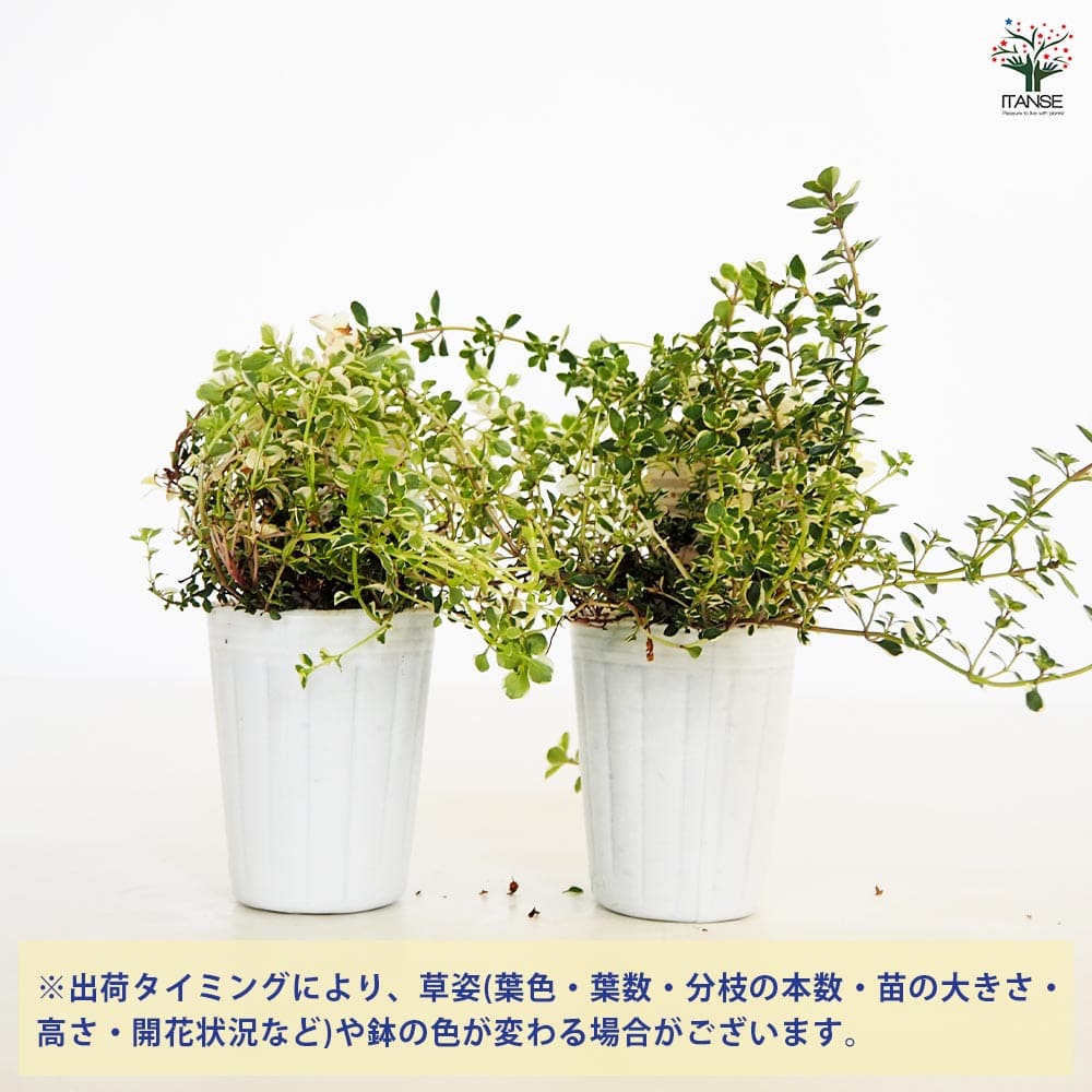 タイム フォックスリータイム 【ハーブの苗 2.5号】｜ 【植物の