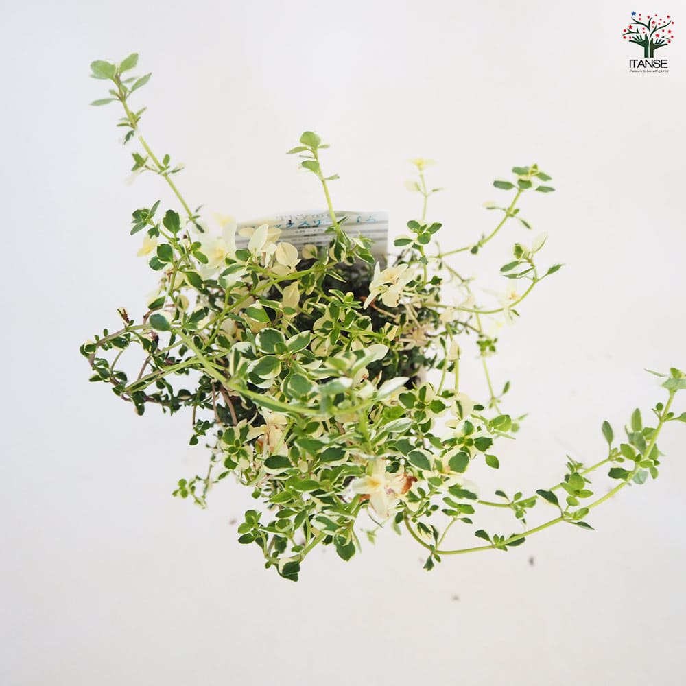 タイム フォックスリータイム 【ハーブの苗 2.5号】