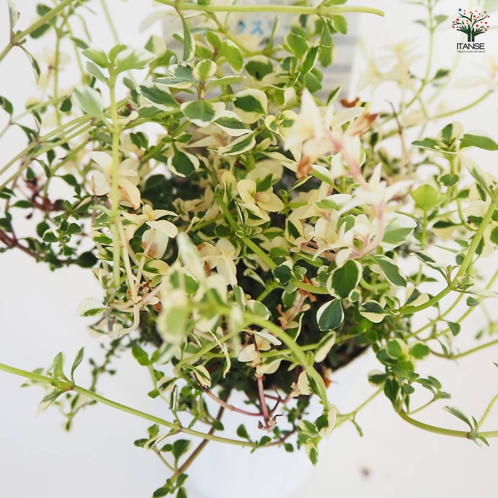 タイム フォックスリータイム 【ハーブの苗 2.5号】