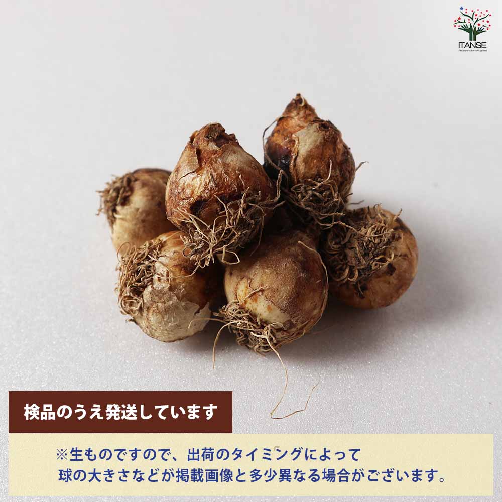 ムスカリ アズレウム【花球根/お買い得6球セット】