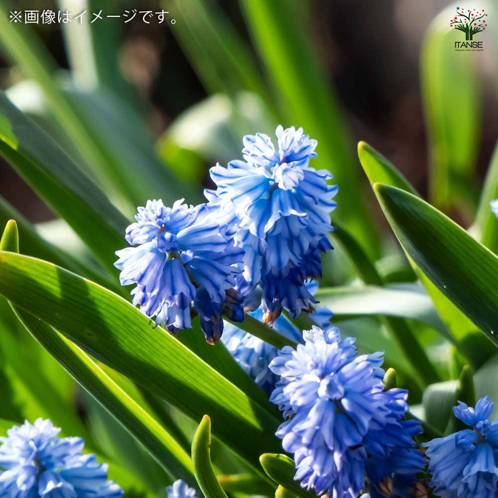 ムスカリ アズレウム【花球根/お買い得6球セット】