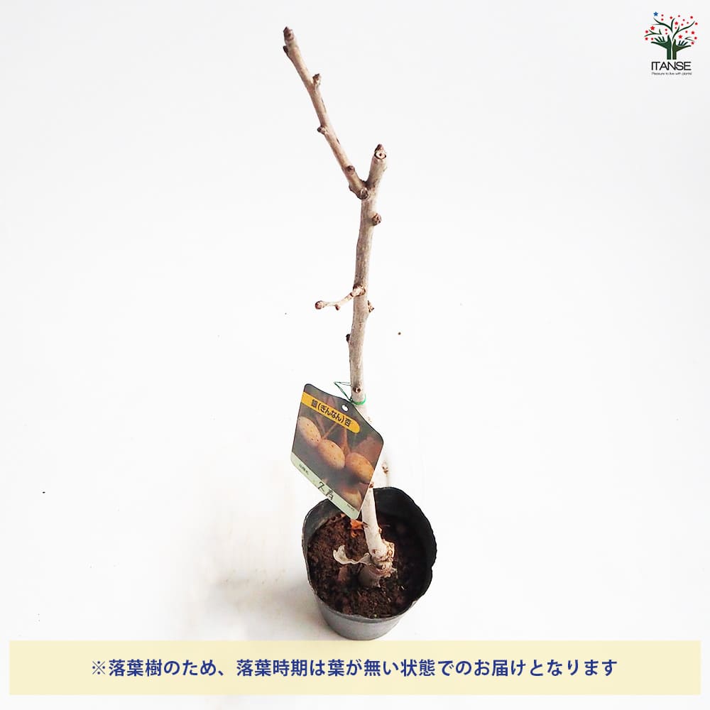 銀杏の苗木 久寿 【果樹の苗木 4号／1個売り】｜ 【植物のITANSE