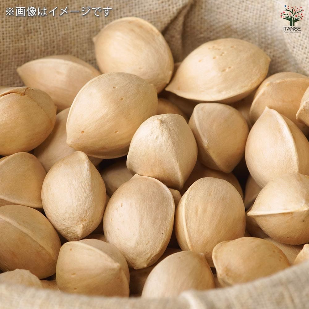 銀杏の苗木 久寿 【果樹の苗木 4号／1個売り】｜ 【植物のITANSE