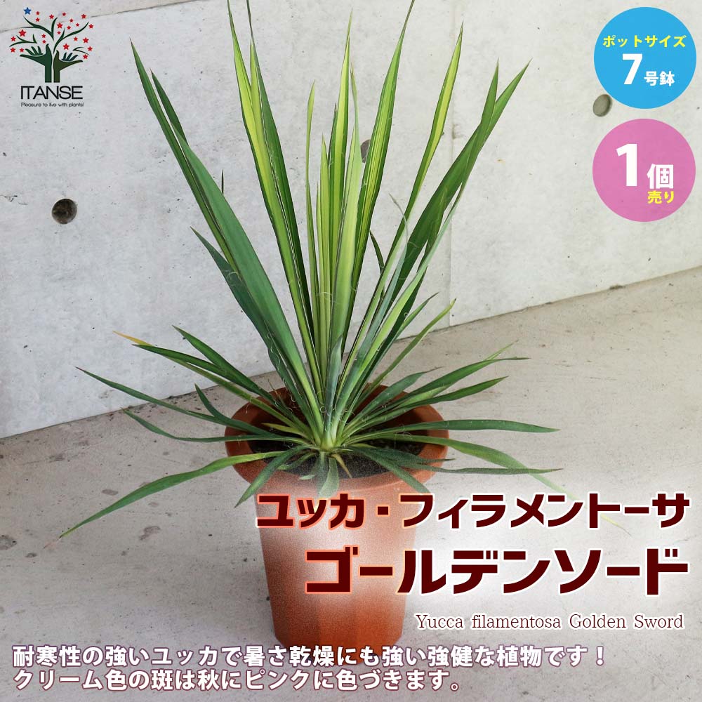 ユッカ・フィラメントーサ ゴールデンソード(斑入葉) リビングやオフィス向きサイズ【観葉植物 7号鉢／1個売り】