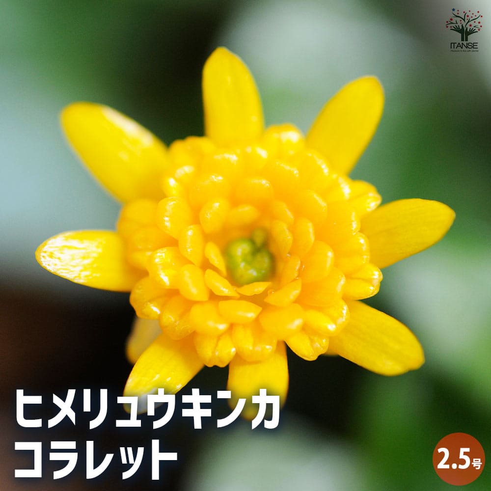 ヒメリュウキンカ コラレット 【花苗 2.5号】｜ 【植物のITANSE