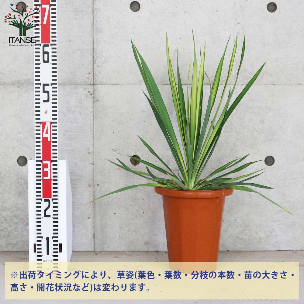 ユッカ・フィラメントーサ ゴールデンソード(斑入葉) リビングやオフィス向きサイズ【観葉植物 7号鉢／1個売り】