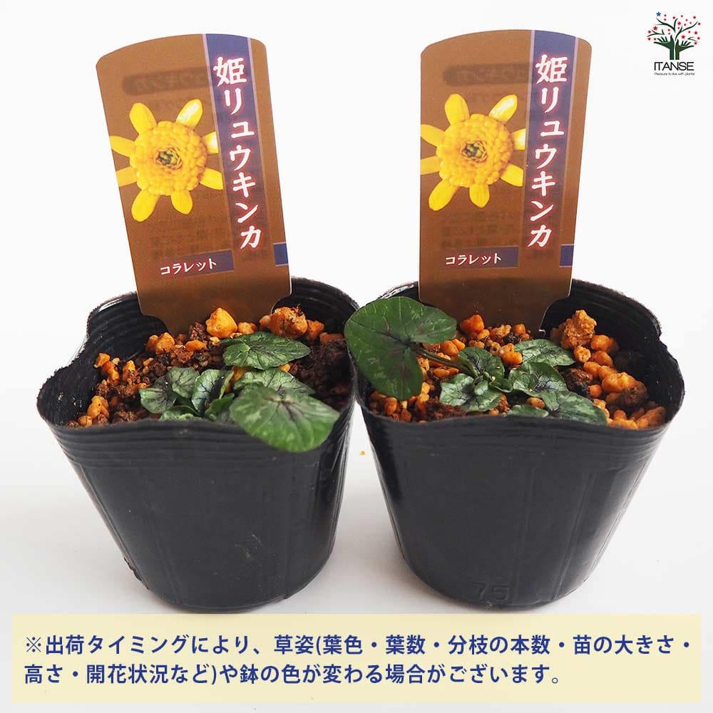 ヒメリュウキンカ コラレット 【花苗 2.5号】｜ 【植物のITANSE