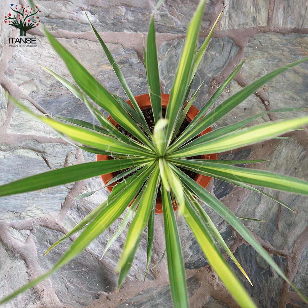 ユッカ・フィラメントーサ ゴールデンソード(斑入葉) リビングやオフィス向きサイズ【観葉植物 7号鉢／1個売り】