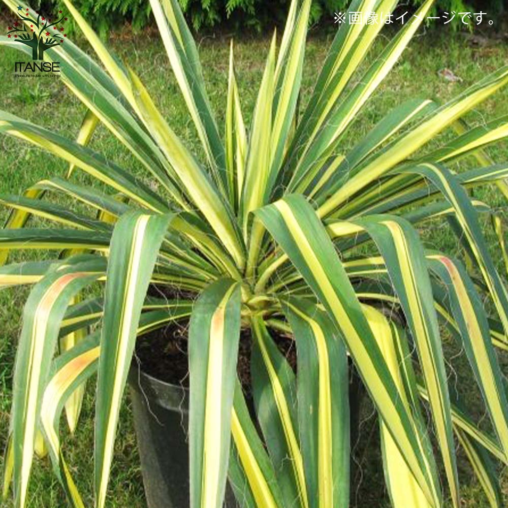 ユッカ・フィラメントーサ ゴールデンソード(斑入葉) リビングやオフィス向きサイズ【観葉植物 7号鉢／1個売り】