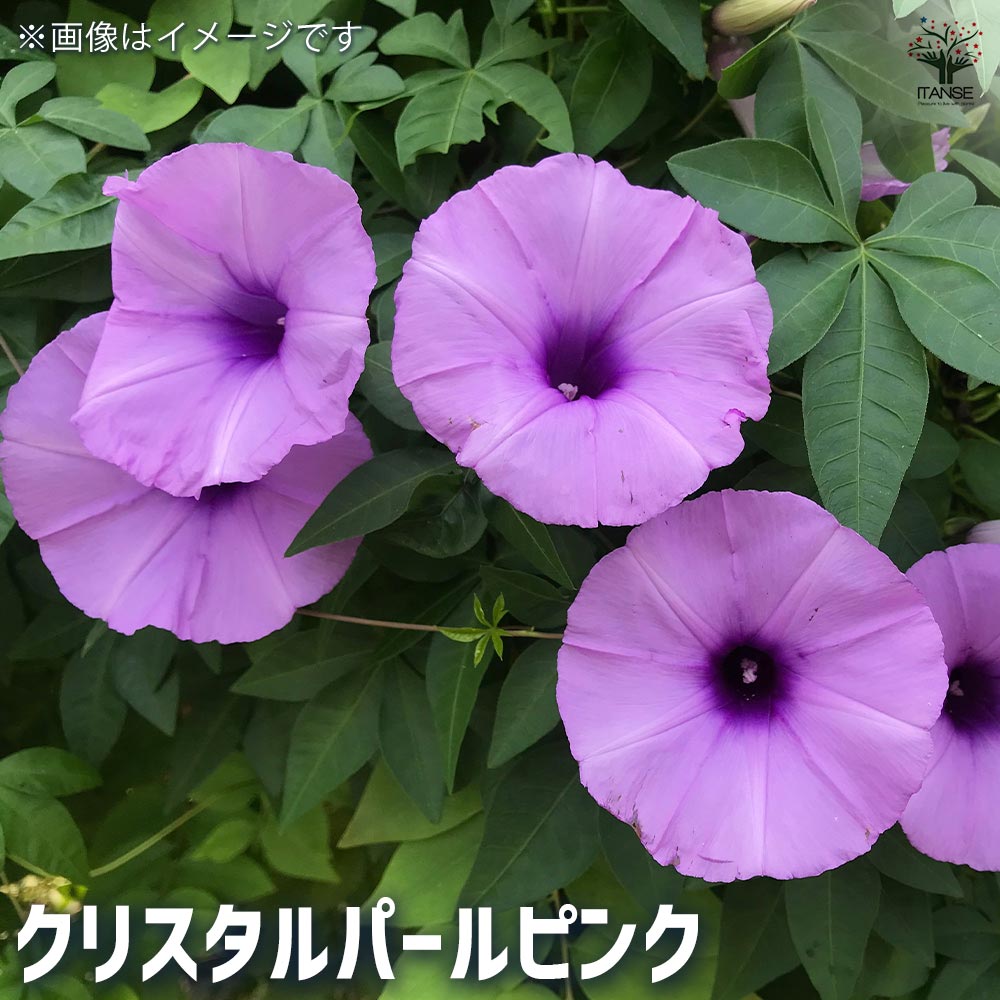 琉球ガラス　花　朝顔セット　あさがお　4色11本 琉球ガラス 花 朝顔セット あさがお 4色11本 楽天市場】琉球朝顔