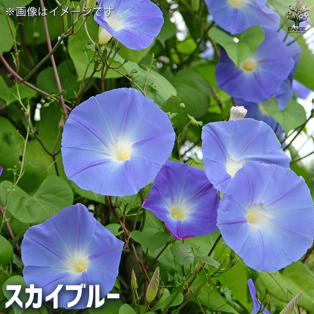 琉球朝顔 【花苗 3号】｜ 【植物のITANSE】全品送料無料・即出荷!