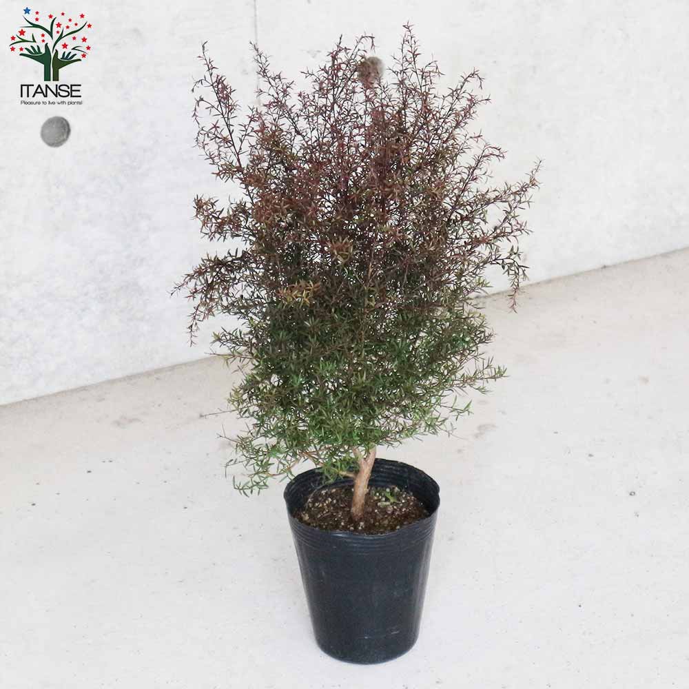 メラレウカ・ティーツリー・ナニュームルブルム(銅葉) 【庭木 4号