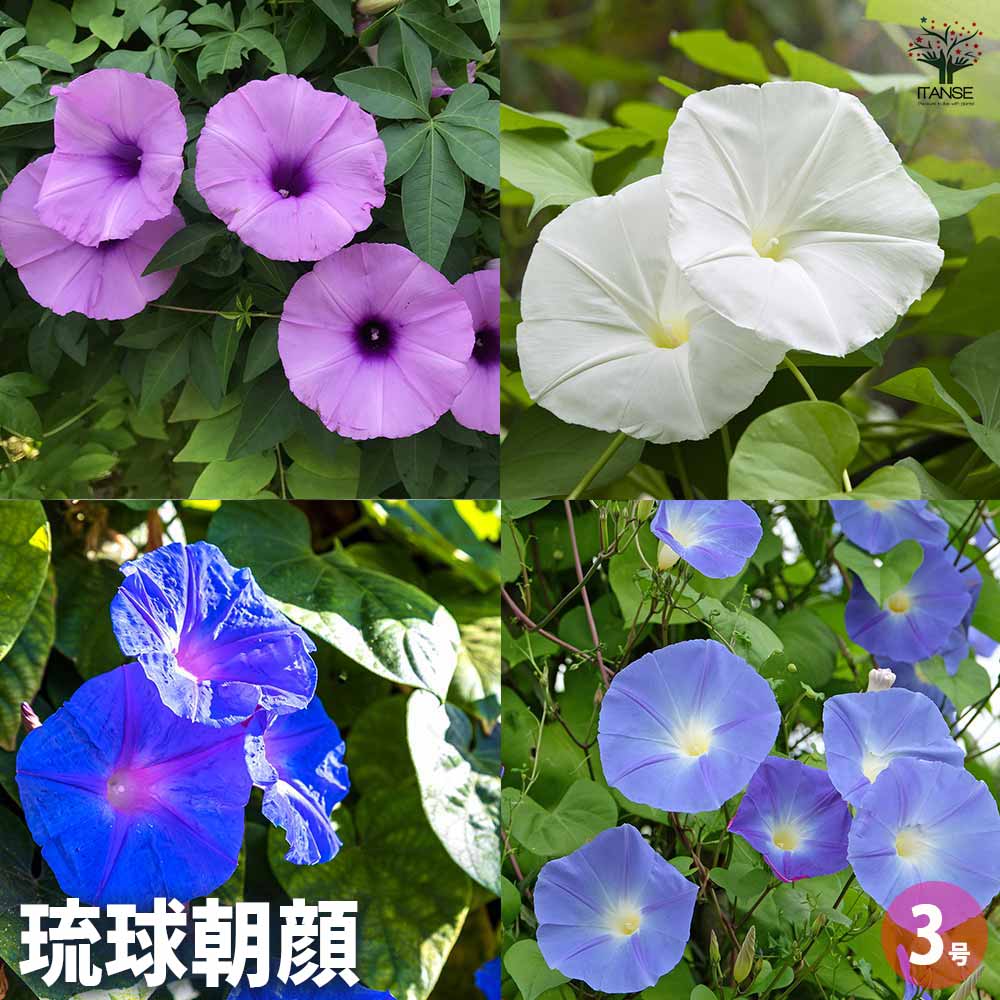 琉球ガラス　花　朝顔セット　あさがお　4色11本 琉球ガラス 花 朝顔セット あさがお 4色11本
