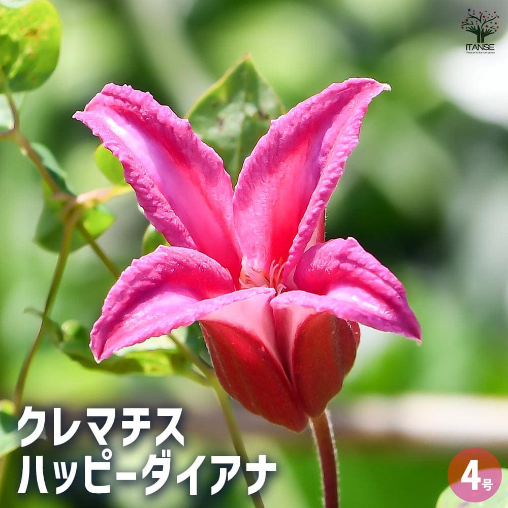 クレマチス ハッピーダイアナ 【花苗 4号／1個売り】｜ 【植物の
