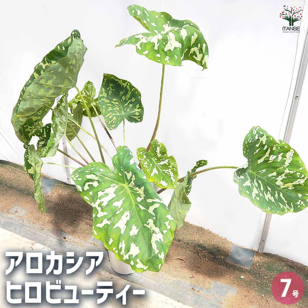 アロカシア ヒロビューティー(カラジウム) 【観葉植物 7号／1個売り