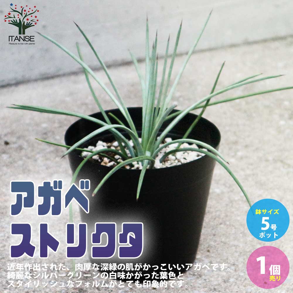 アガベ ストリクタ【観葉植物 5号鉢 多肉植物／1個売り