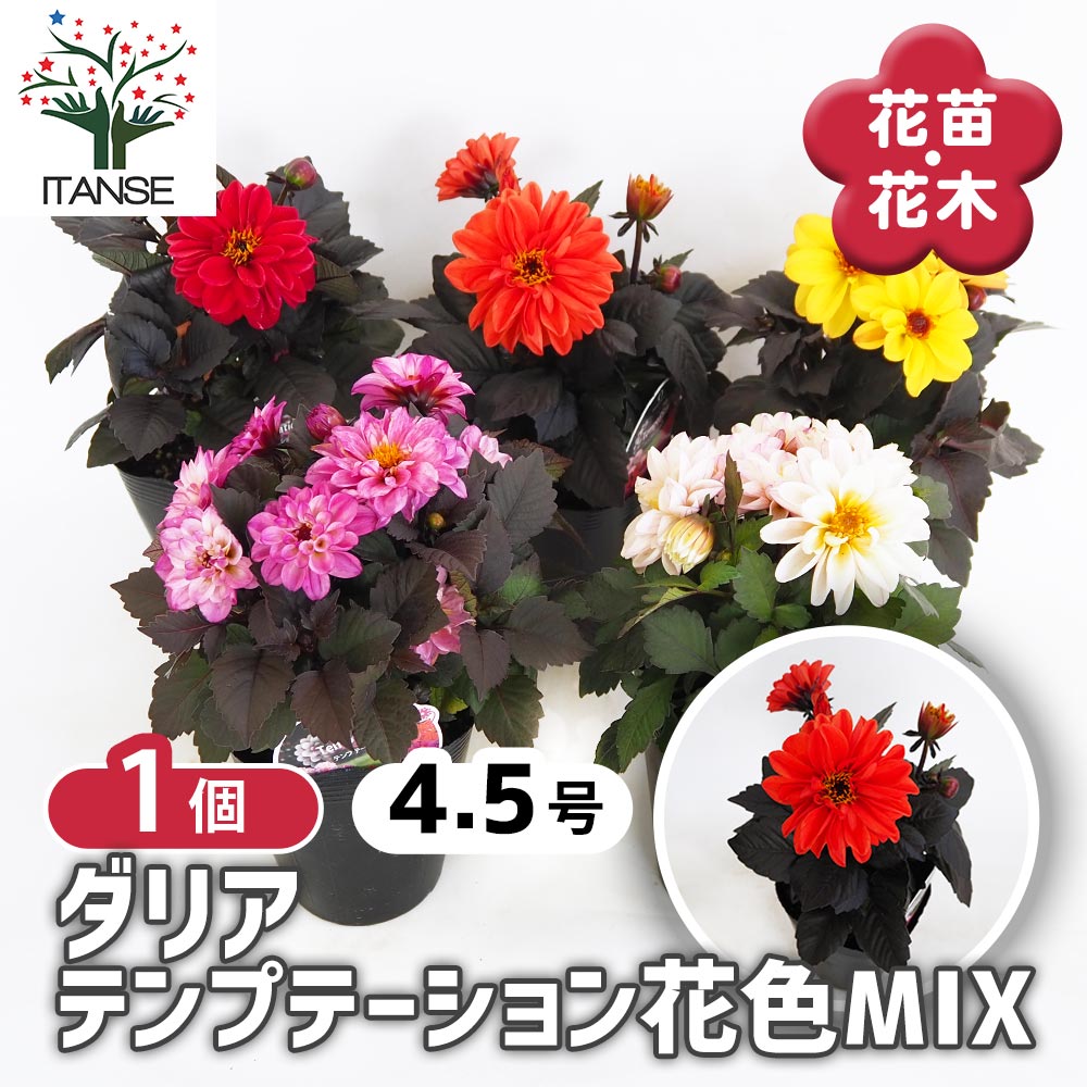 ダリア テンプテーション花色MIX 【花苗 4.5号】｜ 【植物の