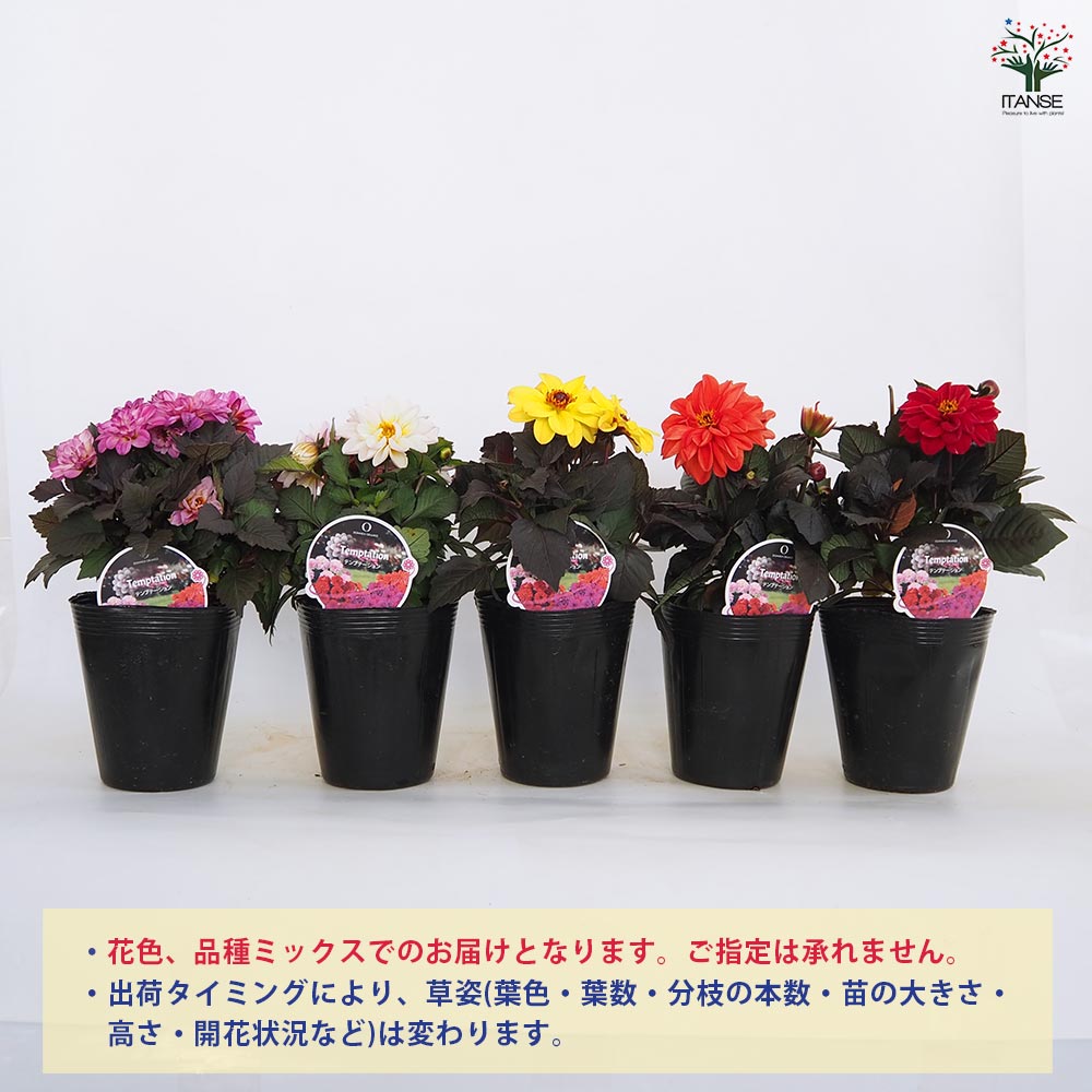 ダリア テンプテーション花色MIX 【花苗 4.5号】｜ 【植物の