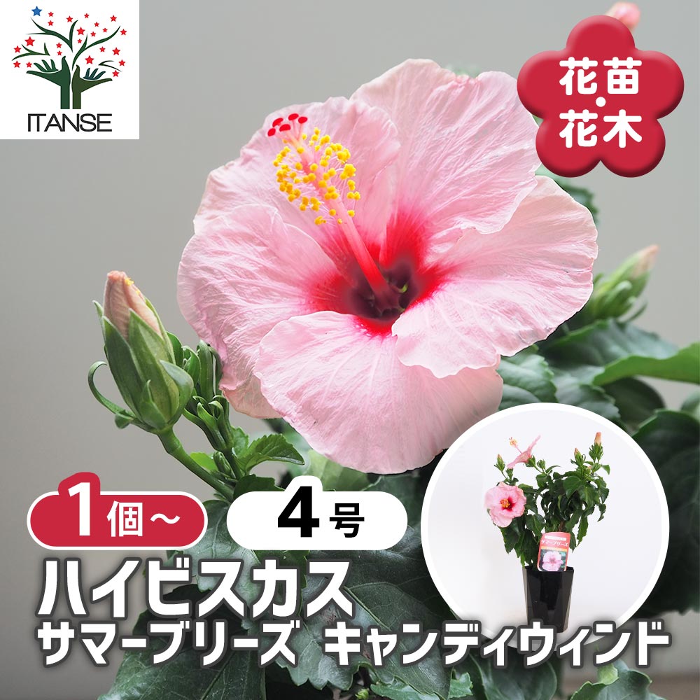 ハイビスカス サマーブリーズ キャンディウィンド 【花木苗 4号／1個