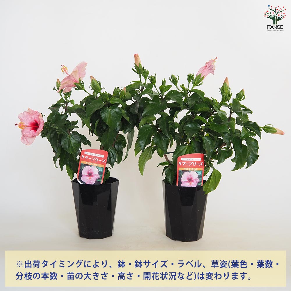 ハイビスカス サマーブリーズ キャンディウィンド 【花木苗 4号／1個