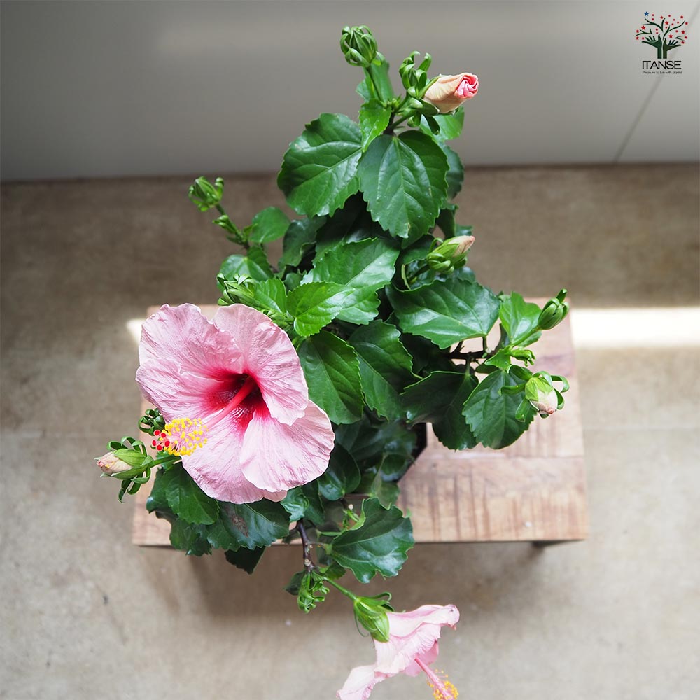 ハイビスカス サマーブリーズ キャンディウィンド 【花木苗 4号／1個