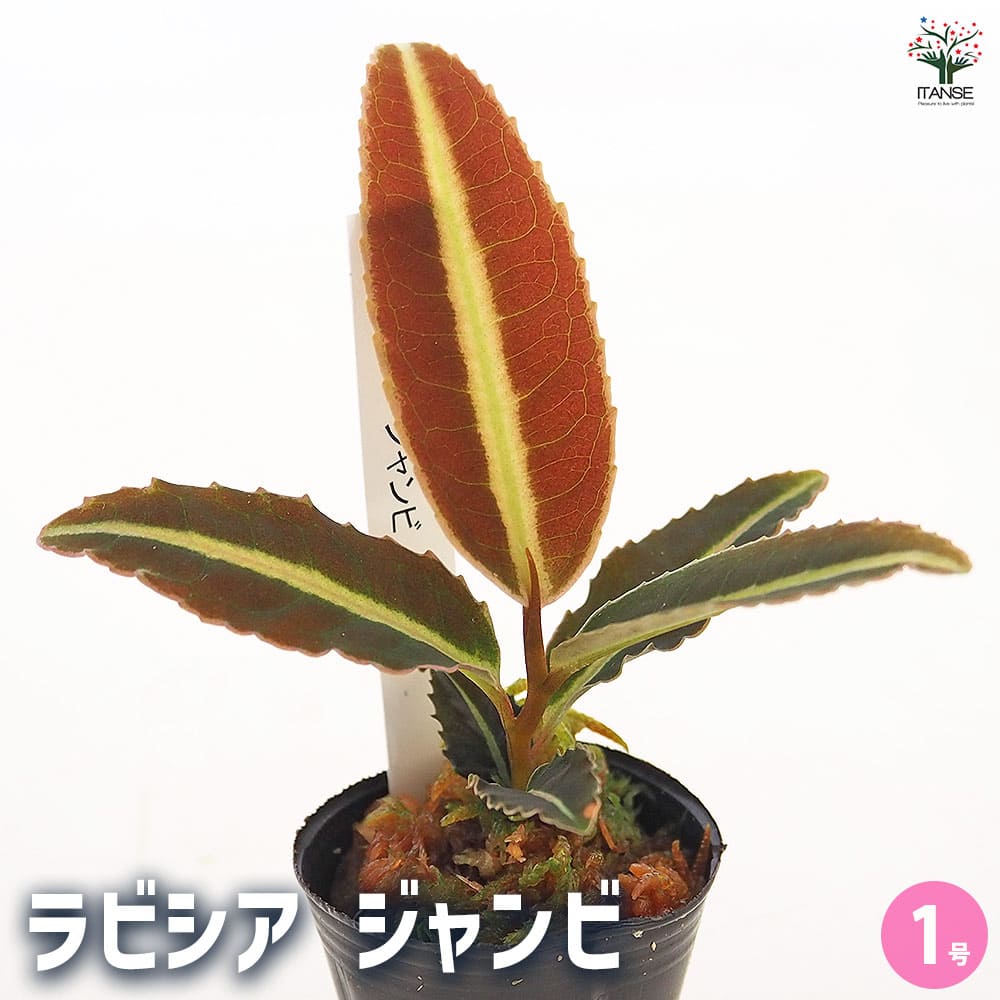 ラビシア ジャンビ 【観葉植物 1号／1個売り】