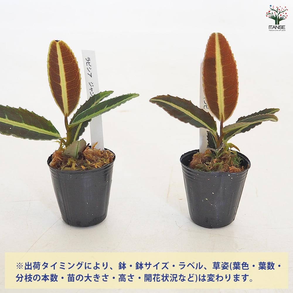 ラビシア ジャンビ 【観葉植物 1号／1個売り】