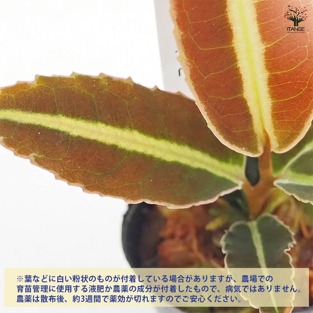 ラビシア ジャンビ 【観葉植物 1号／1個売り】