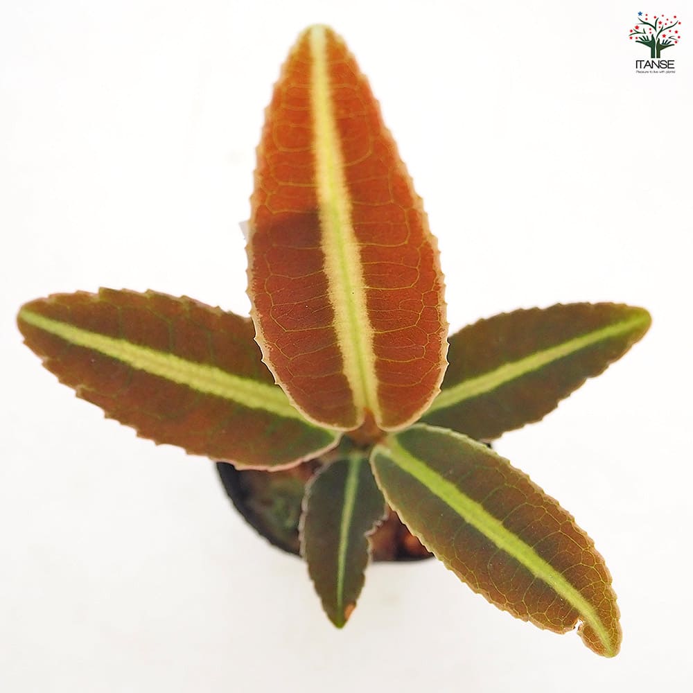 ラビシア ジャンビ 【観葉植物 1号／1個売り】