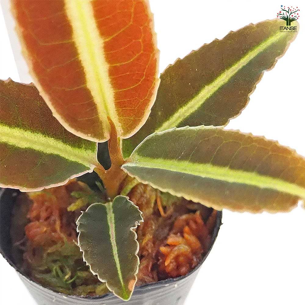 ラビシア ジャンビ 【観葉植物 1号／1個売り】