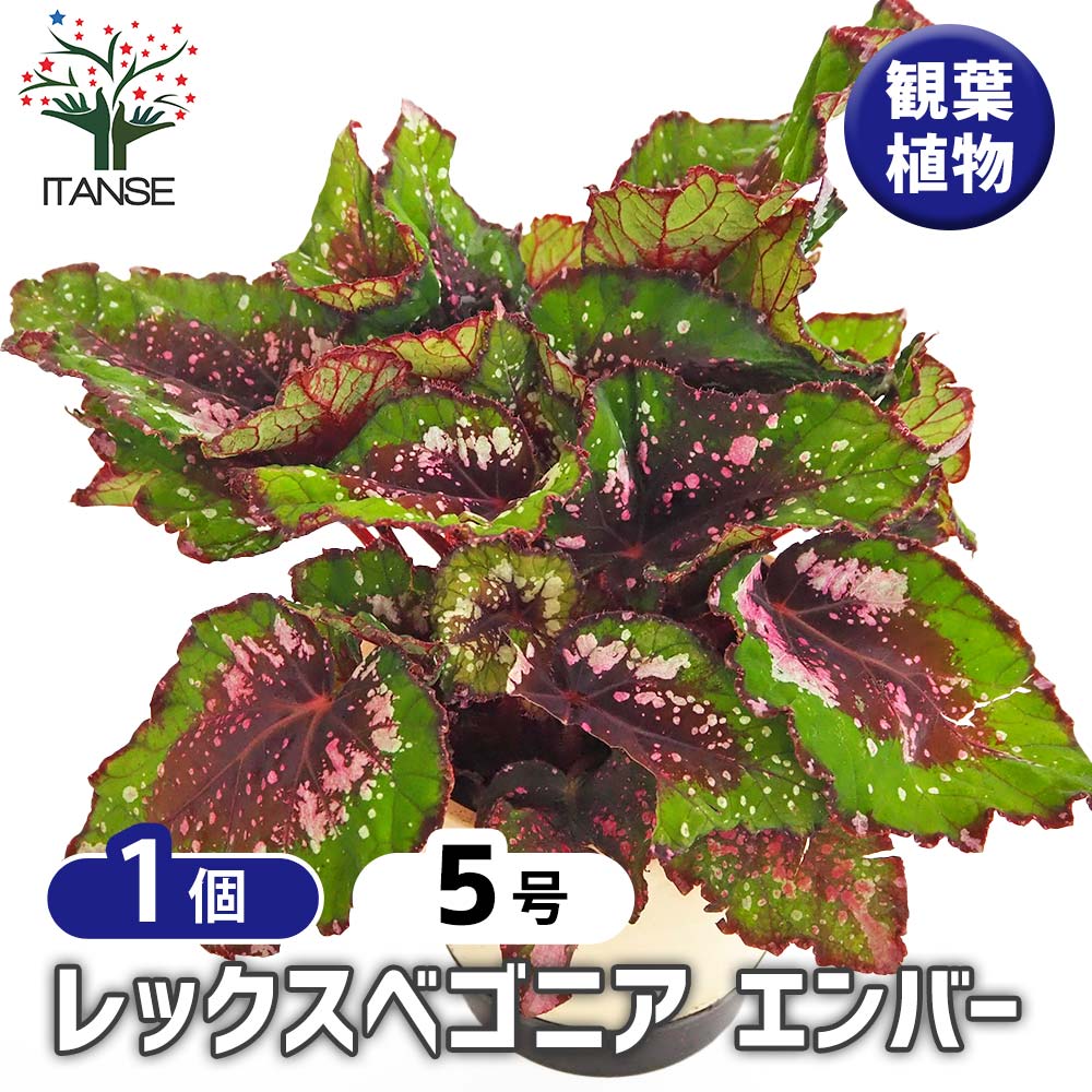 レックスベゴニア エンバー