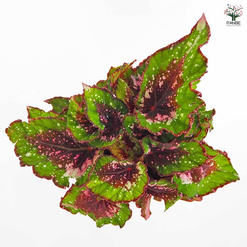 レックスベゴニア エンバー 【観葉植物 5号／1個売り】